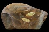 Two Unidentified Fossil Seeds From North Dakota - Paleocene #95362-1